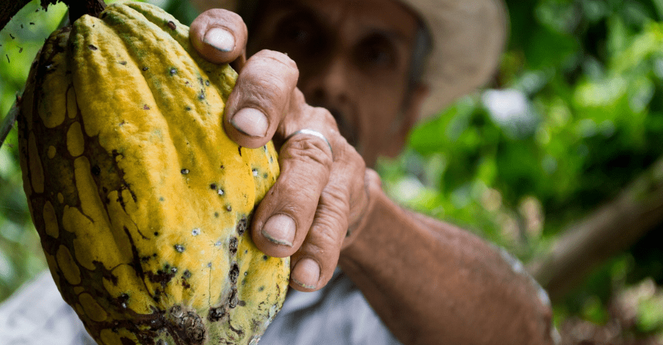 Cacao en tatoeages